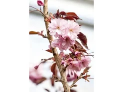 Prunus Serrulata Royal Burgundy Zierkirsche Dunkelrosa 60–100 cm* Farbtester