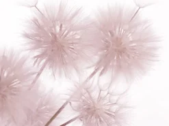 Sanders & Sanders Fototapete Blumen Hellrosa 360 x 254 cm 600402* Fototapeten