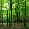 Sanders & Sanders Fototapete Bewaldete Landschaft Grün 360 x 254 cm 600401* Fototapeten