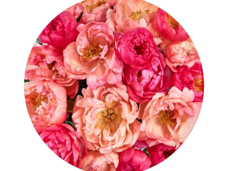 Sanders & Sanders Selbstklebende Runde Tapete Blumen Rosa Ø 125 cm 611805* Wandtattoos