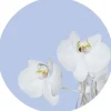 Sanders & Sanders Selbstklebende Runde Tapete Blumen Hellblau und Weiß Ø 70 cm 601087