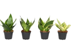 Sansevierie "Easy Care" Trifiscata-Sorten Topf-Ø ca. 6 cm Sansevieria trifiscata* Weitere Regale