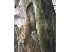 Silex Kunststeinbrunnen Ginkgo