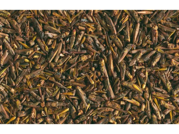 Tetra Ergänzungsfuttermittel ReptoDelica Grasshoppers 250 ml