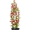 Tetra Kunstpflanze DecoArt Plant L Red Ludwigia