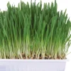 Trixie Nager-Snack Kleintiergras 100 g* Kleintierbedarf