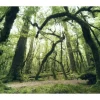 Komar Vlies Fototapete Ancient Green 450x280 cm