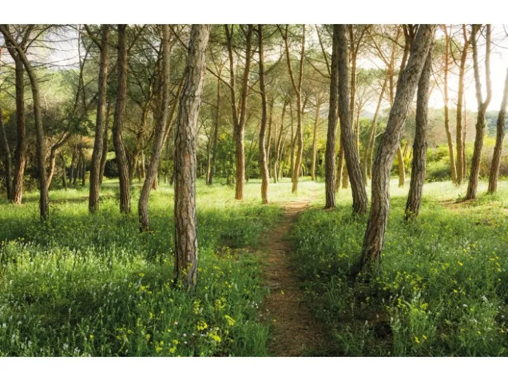 Komar Vlies Fototapete Blütenzauberwald 450x280 cm* Fototapeten