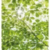 Komar Vlies Fototapete Im Frühlingswald 250x280 cm* Fototapeten