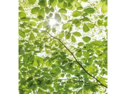 Komar Vlies Fototapete Im Frühlingswald 250x280 cm* Fototapeten