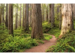 Komar Vlies Fototapete Redwood Trail 450x280 cm* Fototapeten