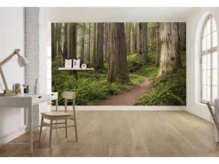 Komar Vlies Fototapete Redwood Trail 450x280 cm* Fototapeten