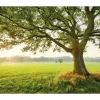 Komar Vlies Fototapete The Magic Tree 450x280 cm* Fototapeten