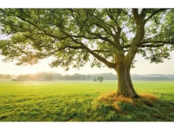 Komar Vlies Fototapete The Magic Tree 450x280 cm* Fototapeten